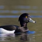 tufted duck